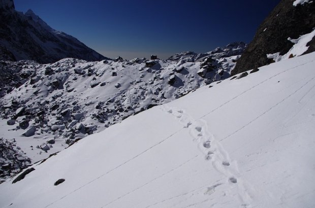 snow leopard tracks